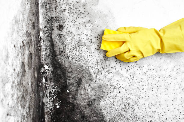 Mold Odor Removal Services in Mills, WY