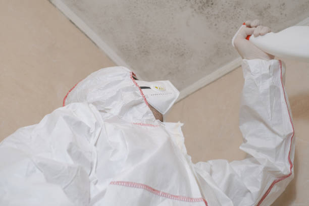 Why You Should Choose Our Mold Remediation Services in Mills, WY