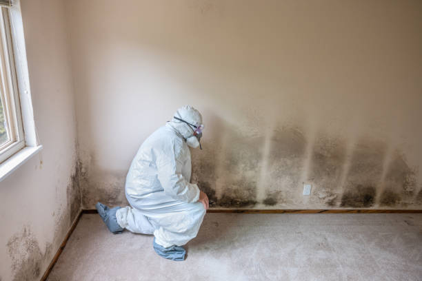 Best Mold Documentation for Insurance Claims  in Mills, WY