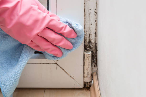 Mold Documentation for Insurance Claims in Mills, WY